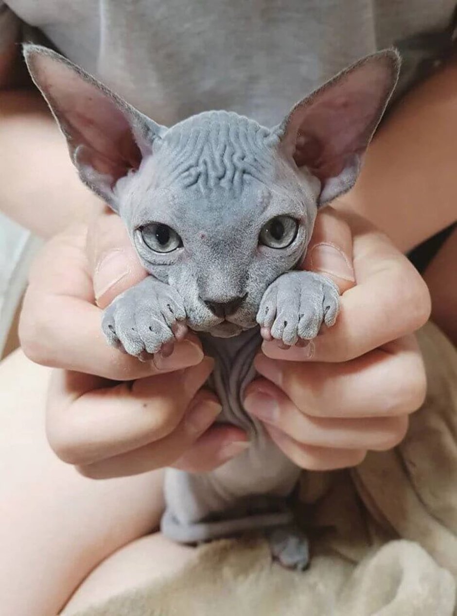 Сфинкс кошка бархатный