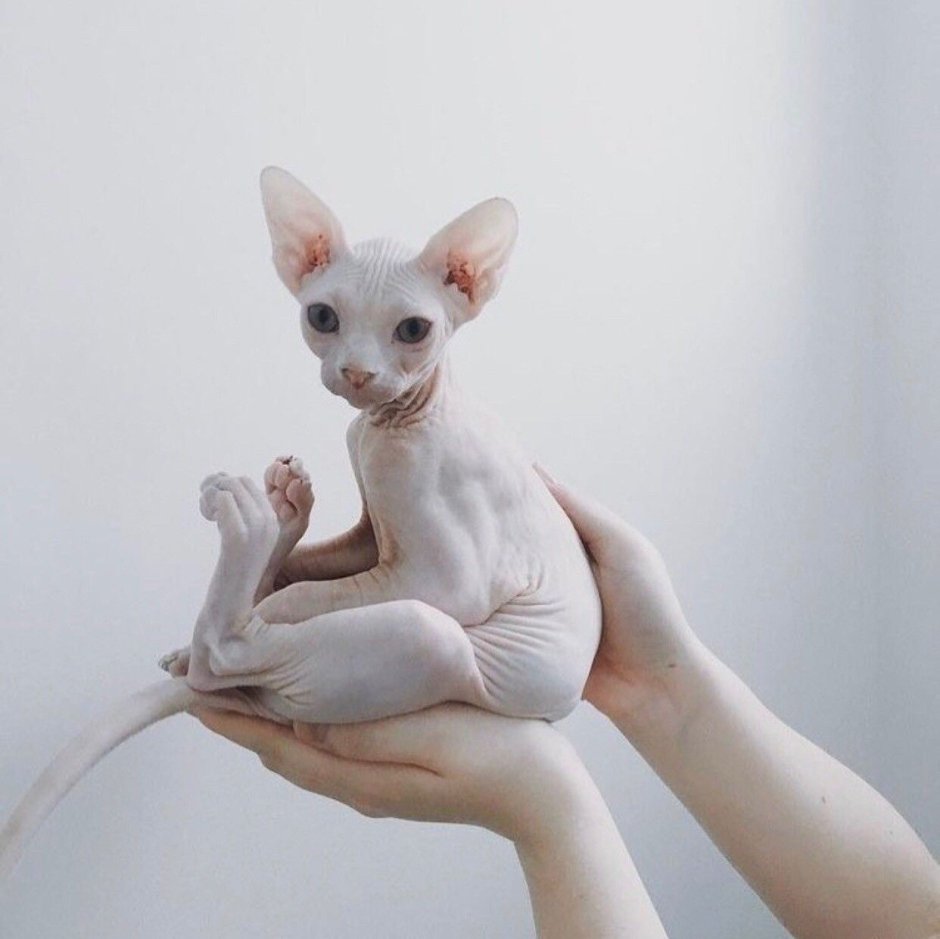Голые кошки