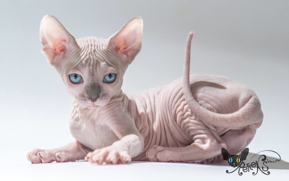 Няшные котики сфинкс