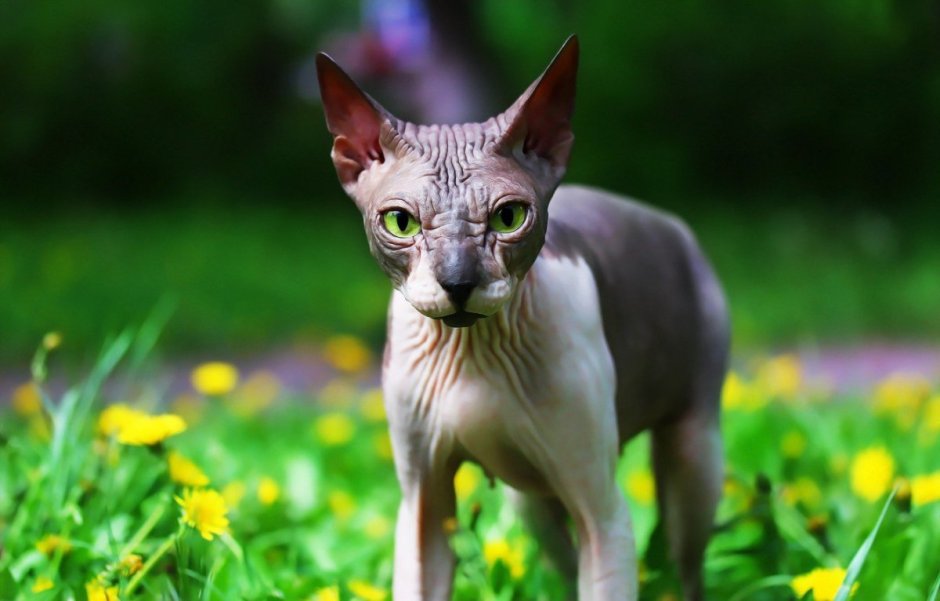 Кот сфинкс фото