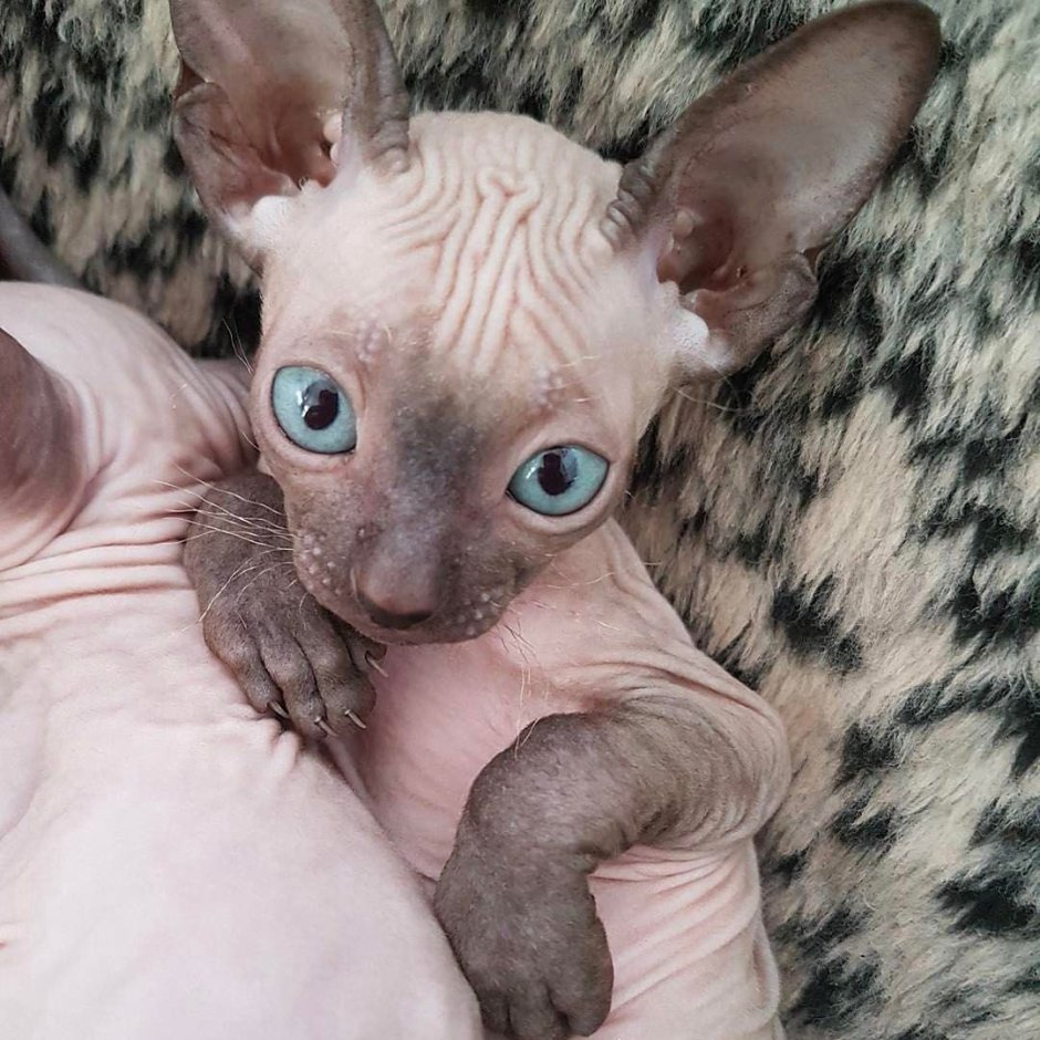 Сфинкс котенок