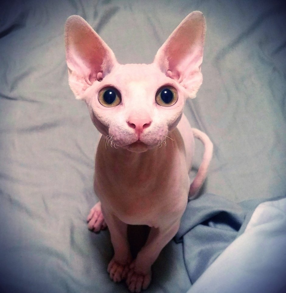 Кот сфинкс котенок