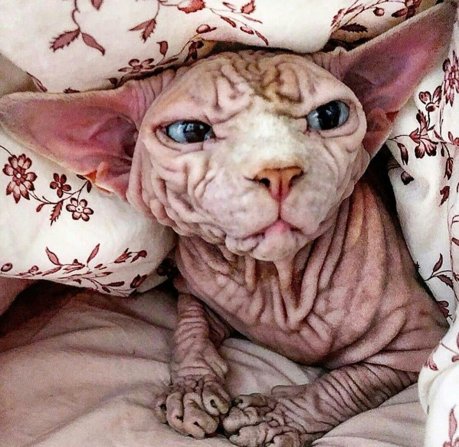 Сфинкс кошка морщинистая