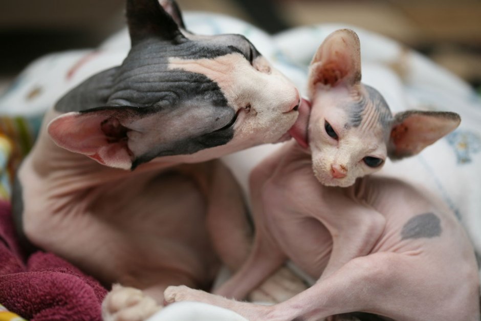 Котята сфинкса с мамой