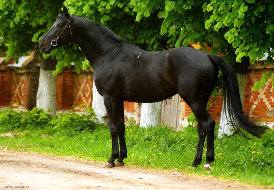 Русская верховая гнедая