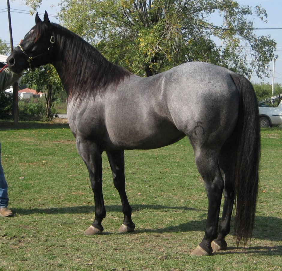 Blue Roan Friesian