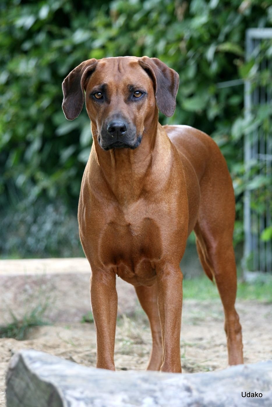 Родезийский риджбек