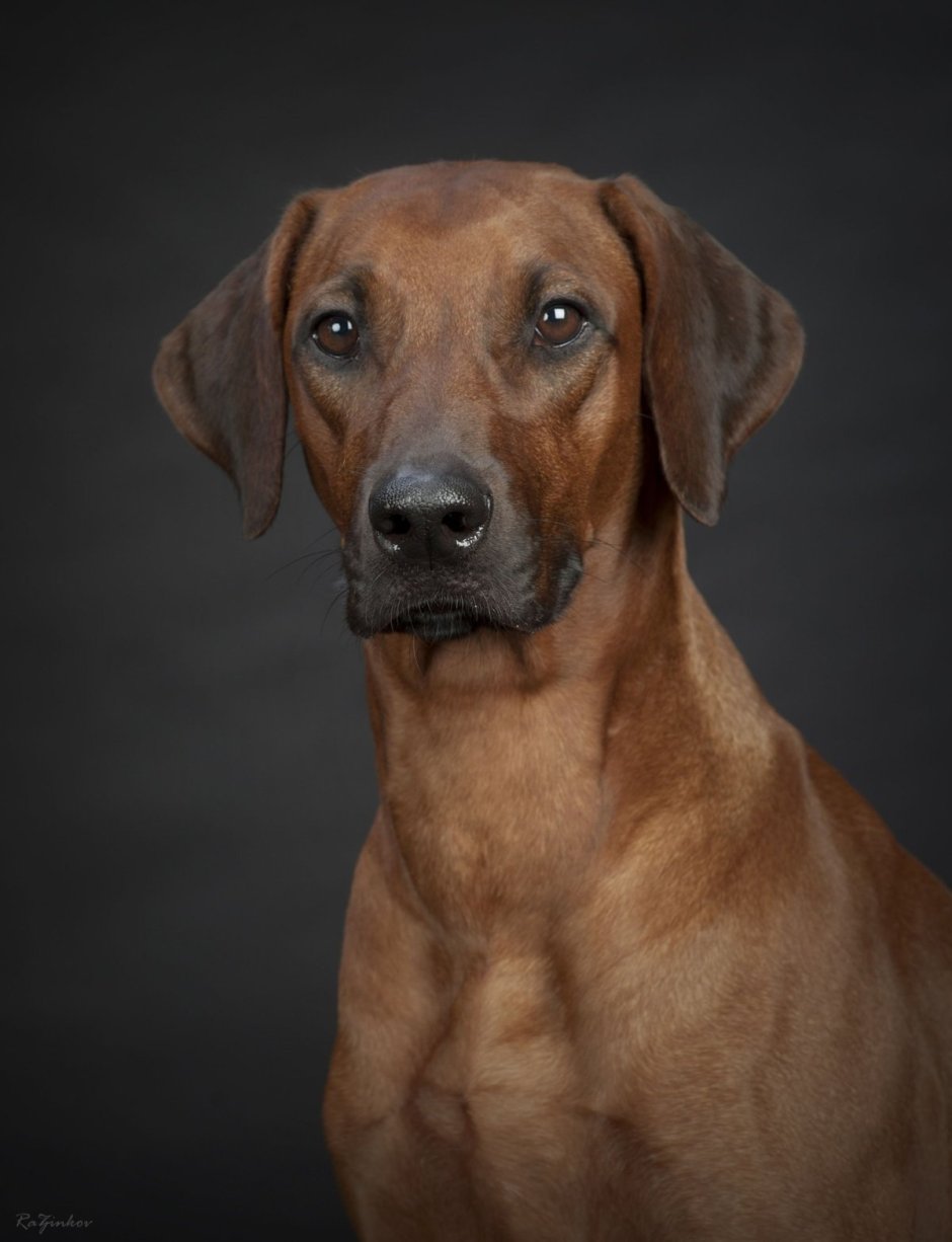 Собаки парии