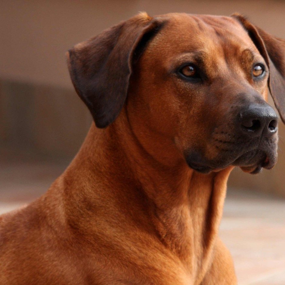 Родезийский риджбек