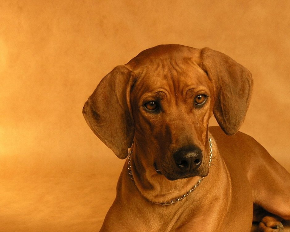 Ирландский риджбек