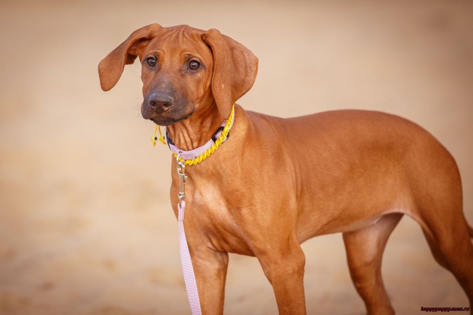 Порода собак рэчбэк