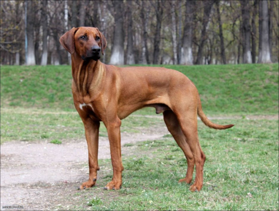 Тайский и Родезийский риджбек