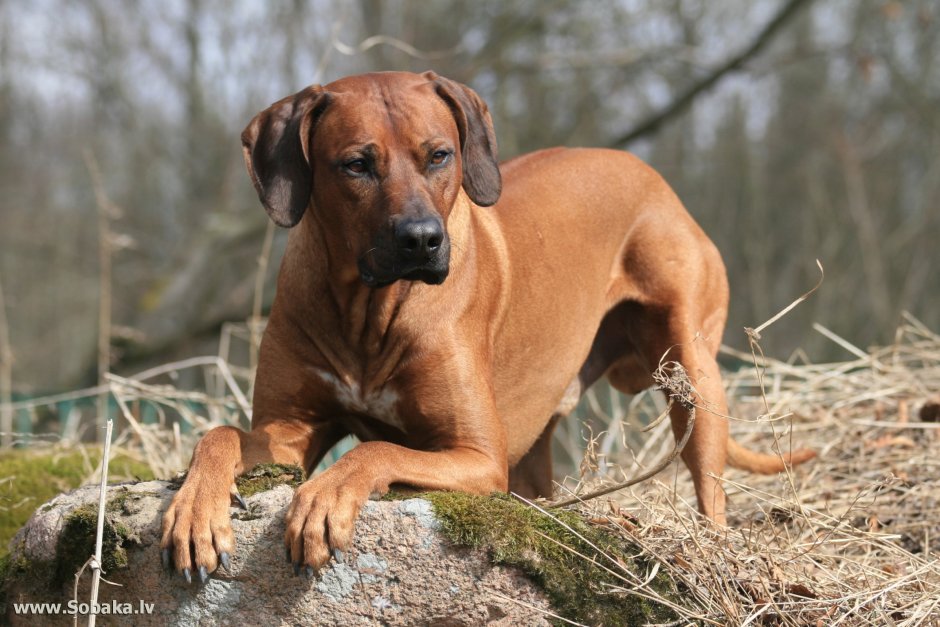 Родезийский риджбек