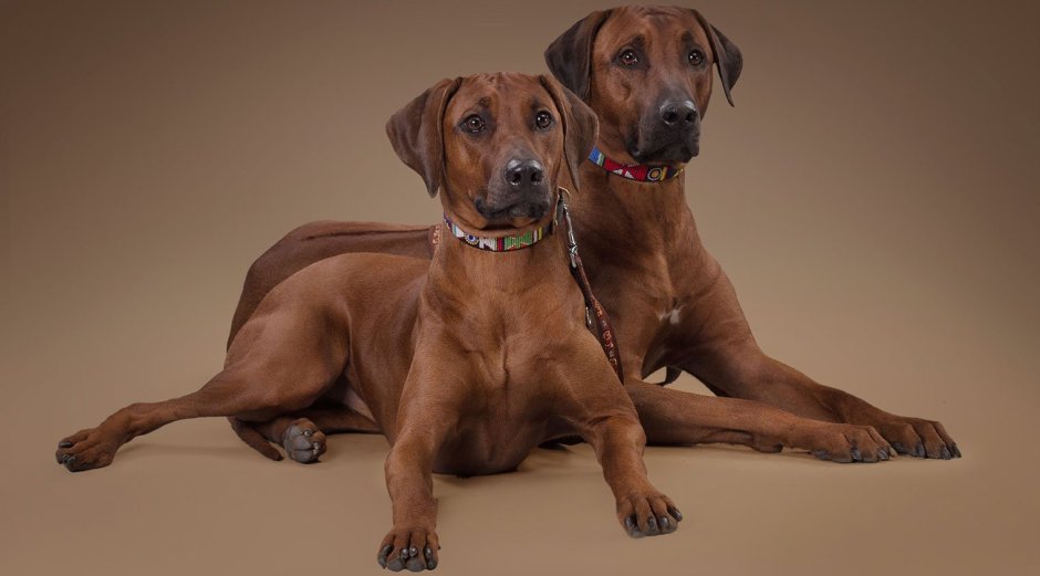 Родезийский риджбек и питбуль