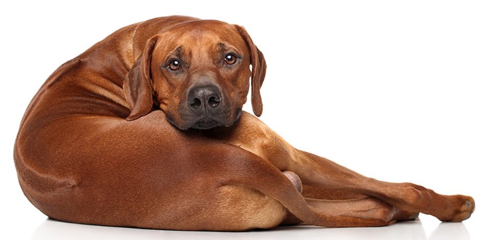 Родезийский Рендж Бек