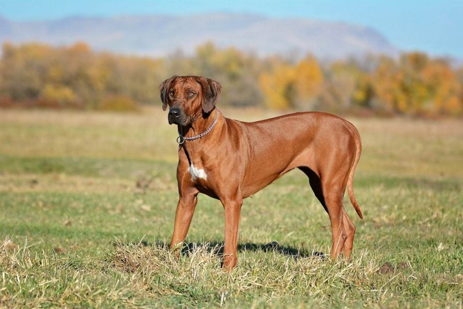 Рич собака риджбек