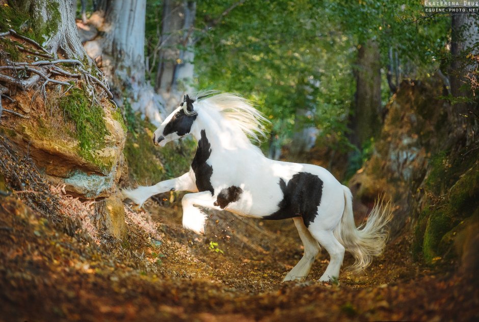 Лайны лошади девианарт CRYSTALUNIICORN
