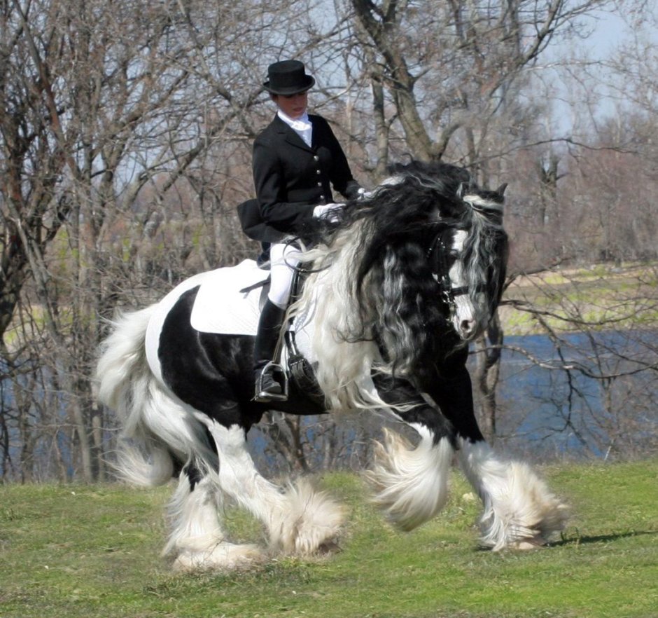 Лошадь породы Gypsy Vanner