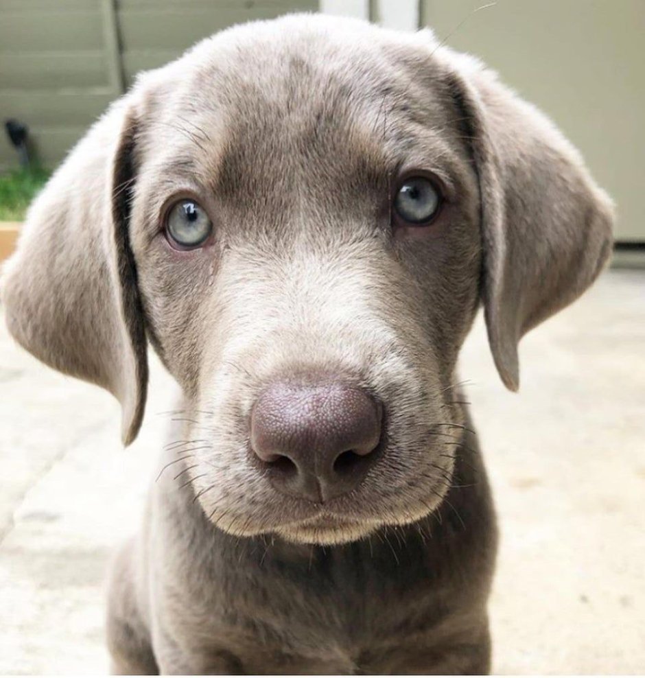 Yellow Dog licking nose