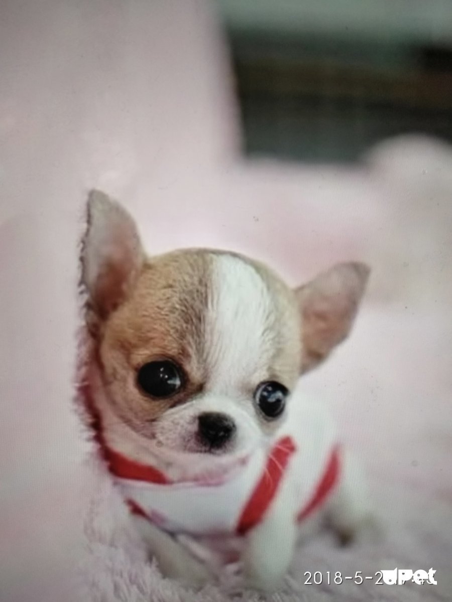 Собачка чихуахуа