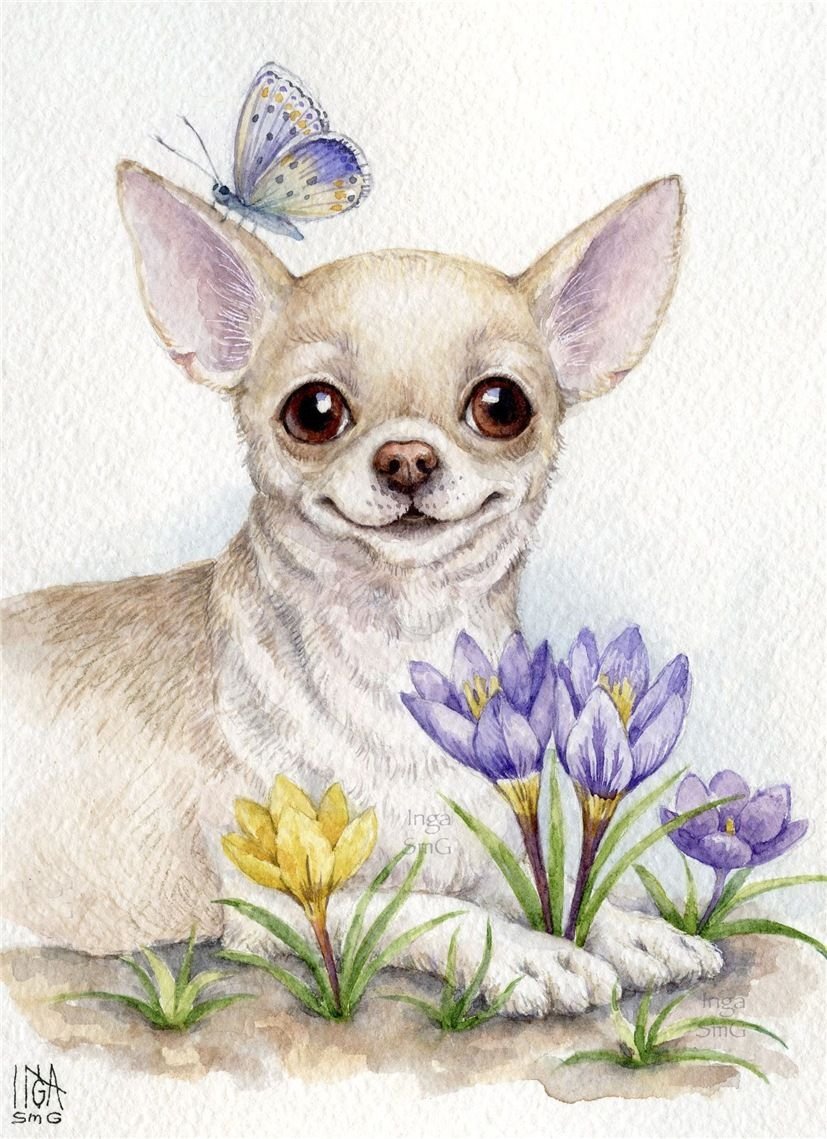 Инга Измайлова чихуахуа