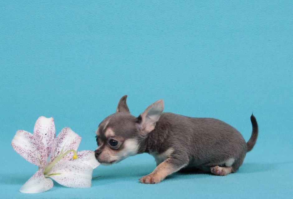 Чихуахуа Беби фейс