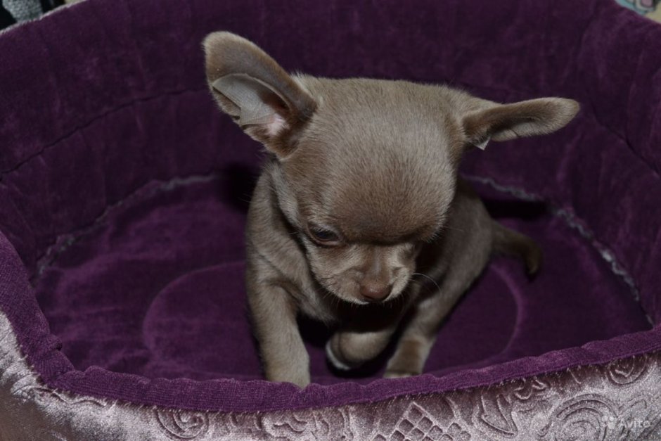 Чихуахуа лиловый гладкошерстный