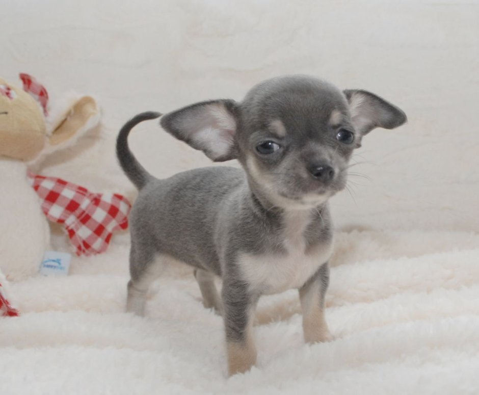 Чихуахуа кобби голубой