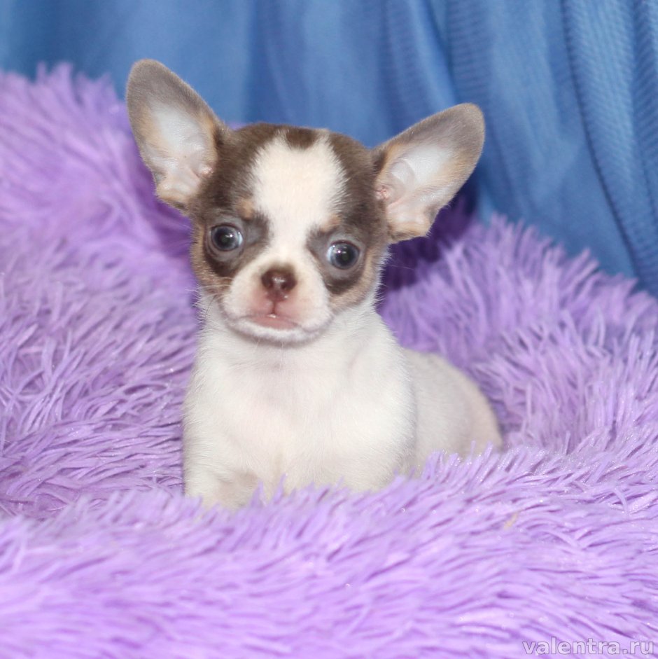 Лиловый Триколор чихуахуа