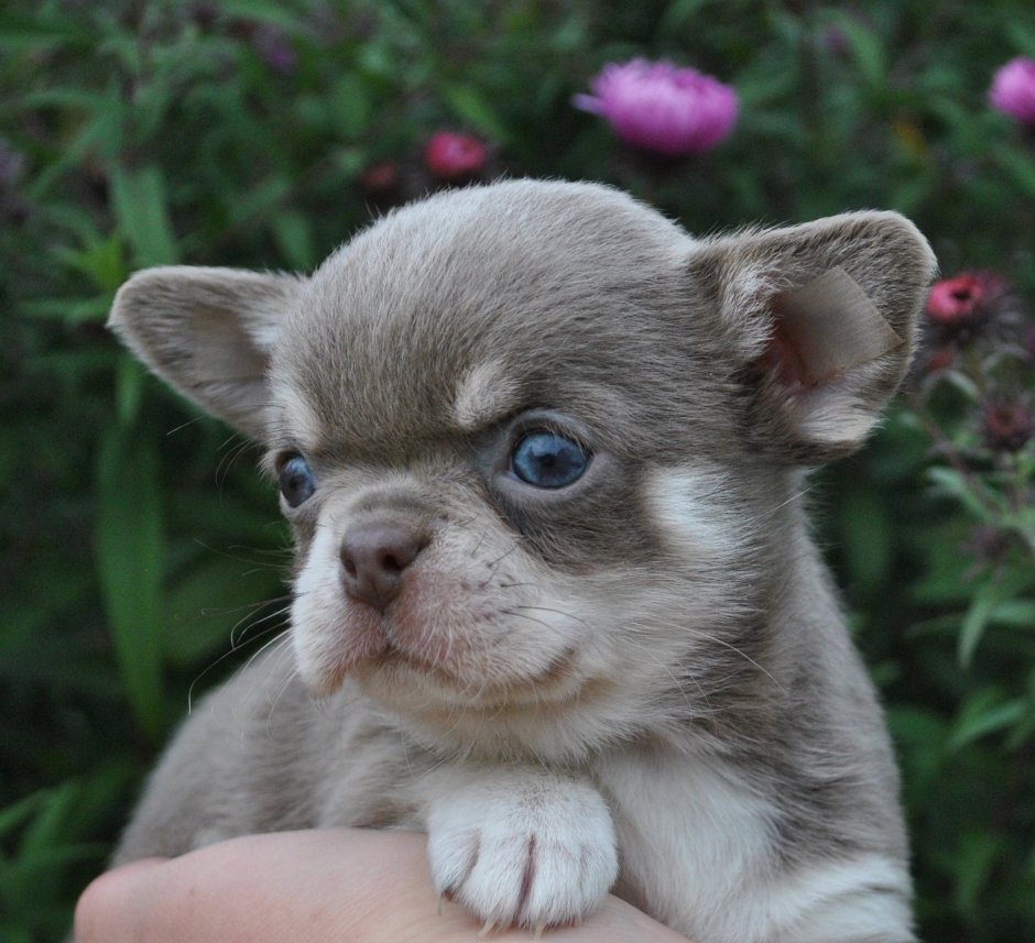 Лиловый чихуахуа