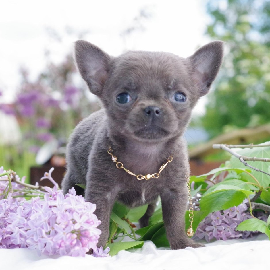 Чихуахуа кобби лиловый