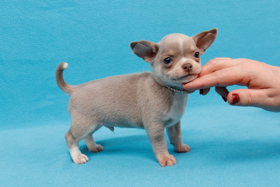 Щенки чихуахуа питомник