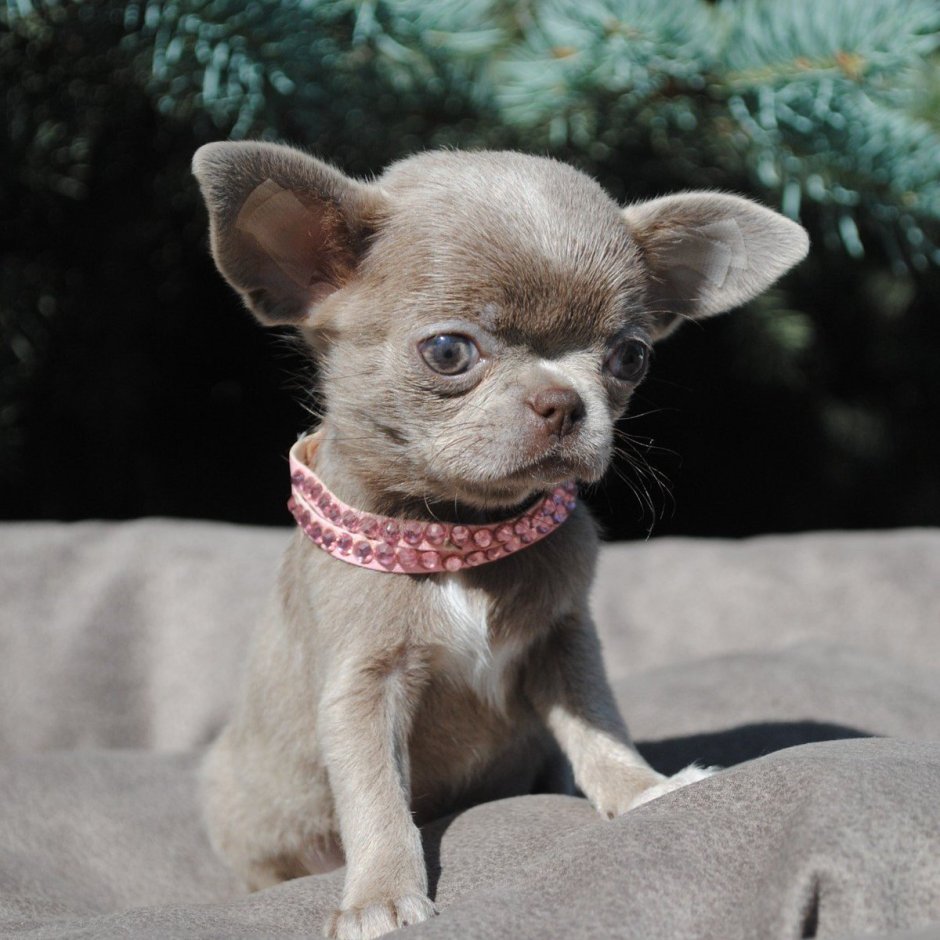 Чихуахуа Хуа Хуа