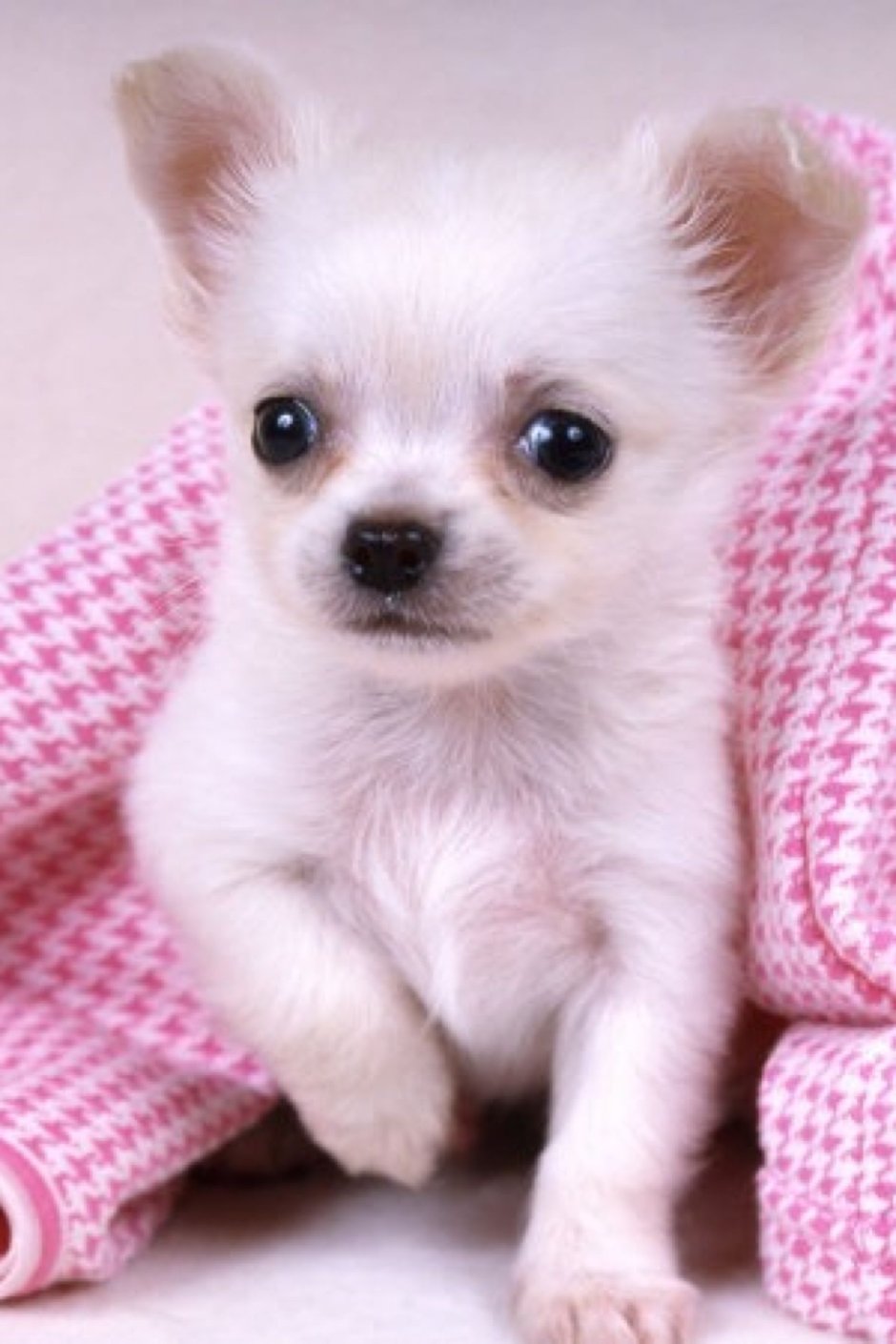 Чихуахуа фото