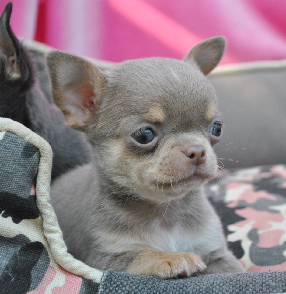 Лиловый чихуахуа