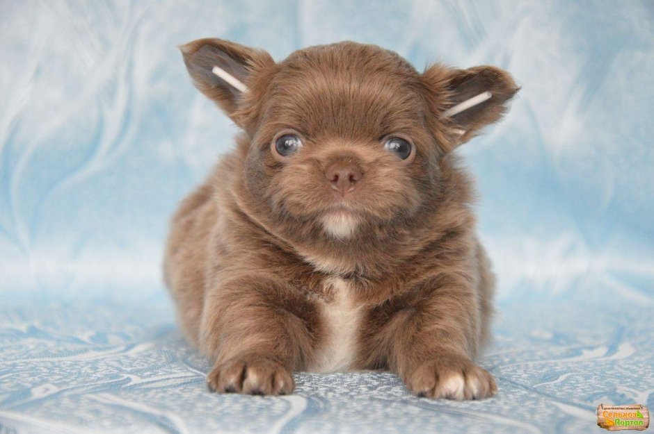 Чихуахуа лиловые Пушистик