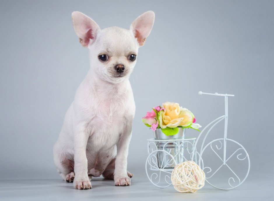 Чихуахуа мини