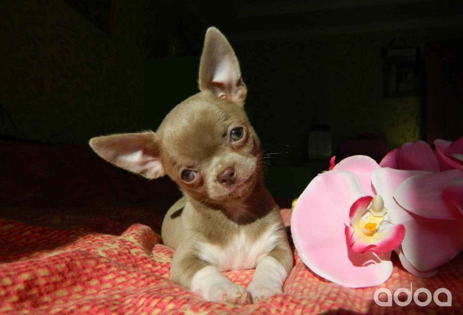 Чихуахуа лиловая девочка купить Смоленск