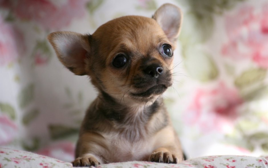 Чихуахуа макси