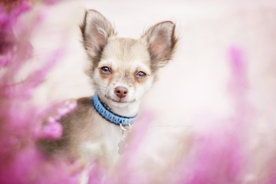 Эстетичные обои с чихуахуа