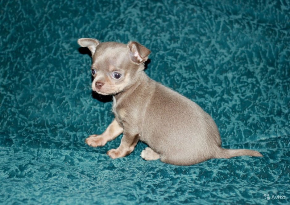 Голубо подпалый чихуахуа