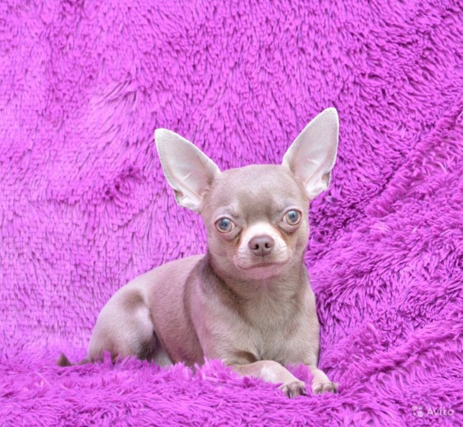 Лилово подпалый чихуахуа