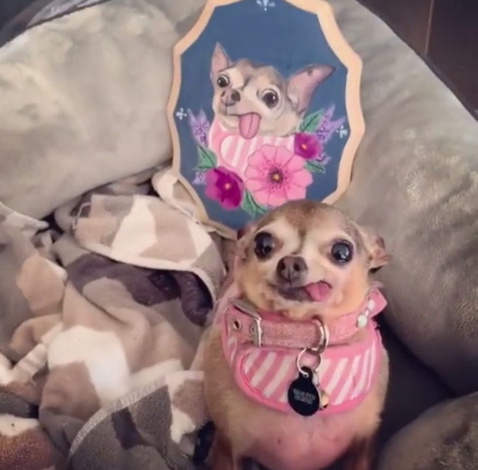 Чихуахуа кекс