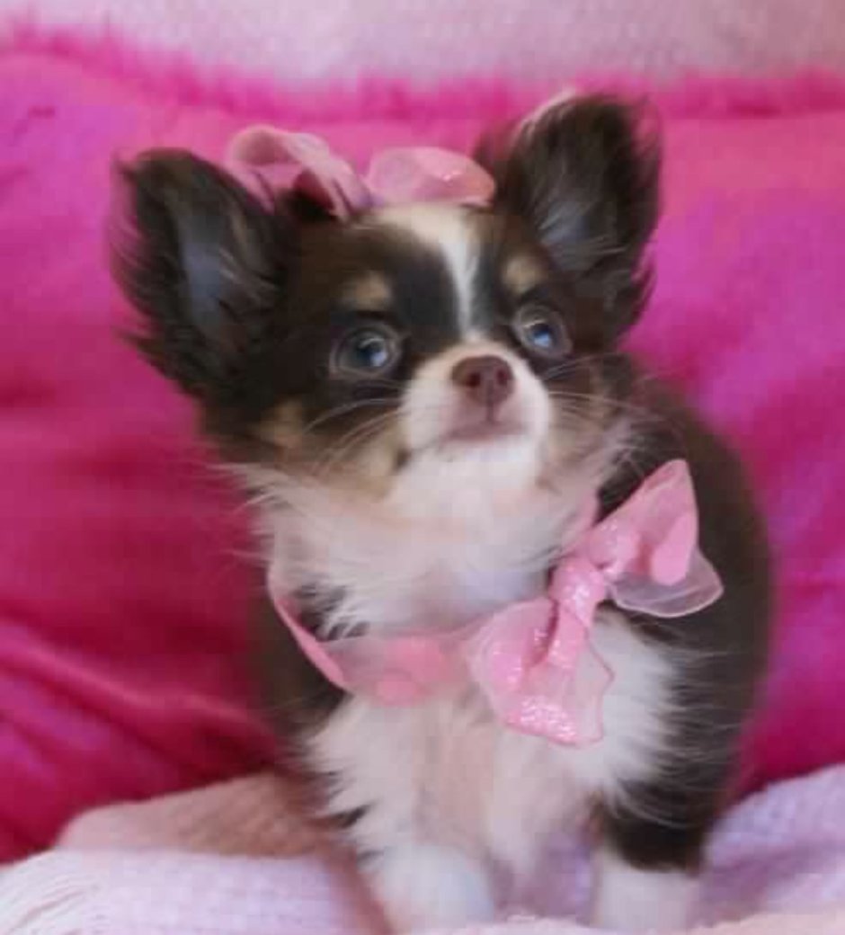 Лиловый чихуахуа длинношерстный