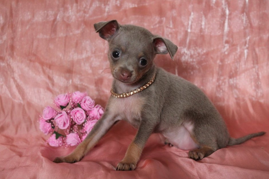 Лиловый чихуахуа