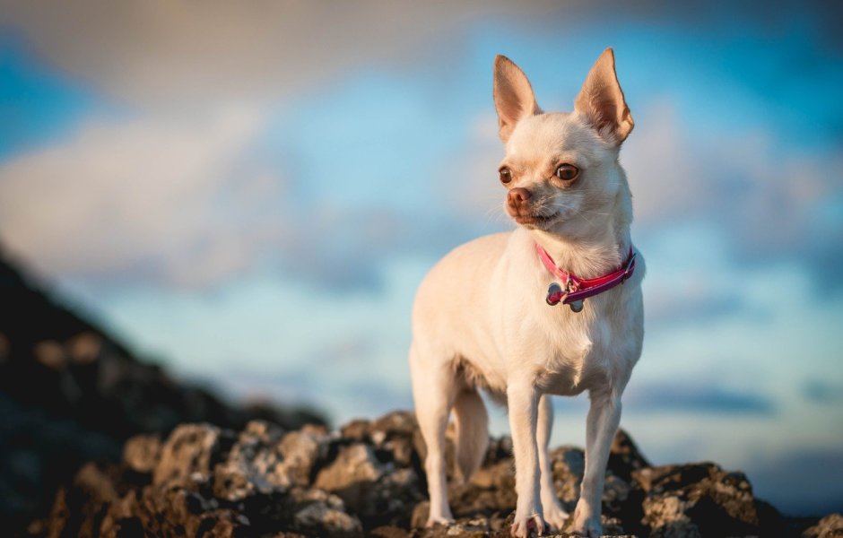 Голубой чихуахуа