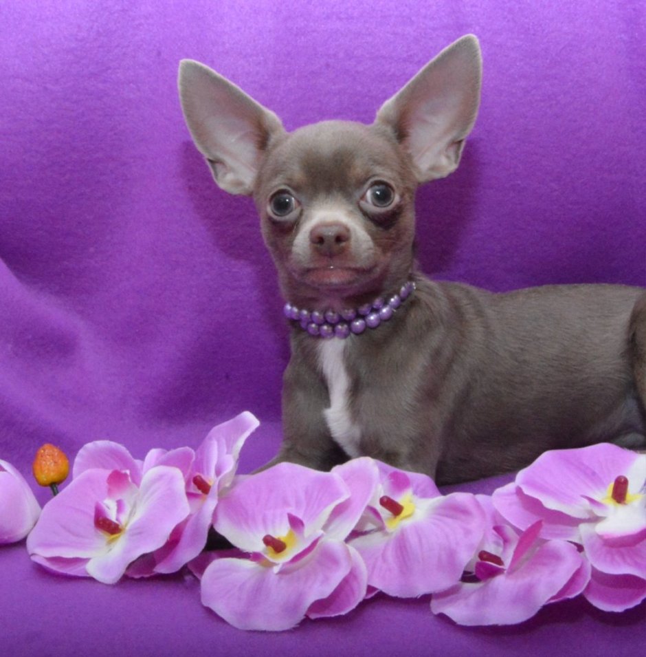 Чихуахуа лиловый гладкошерстный