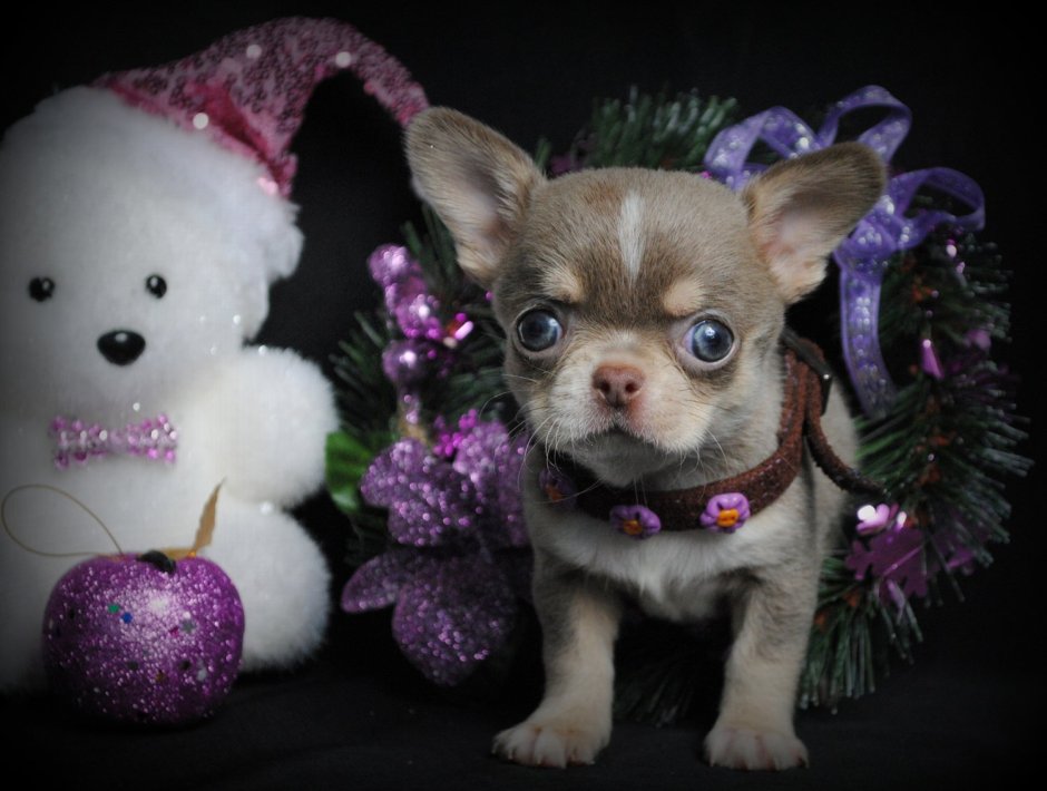 Чихуахуа мини лиловая