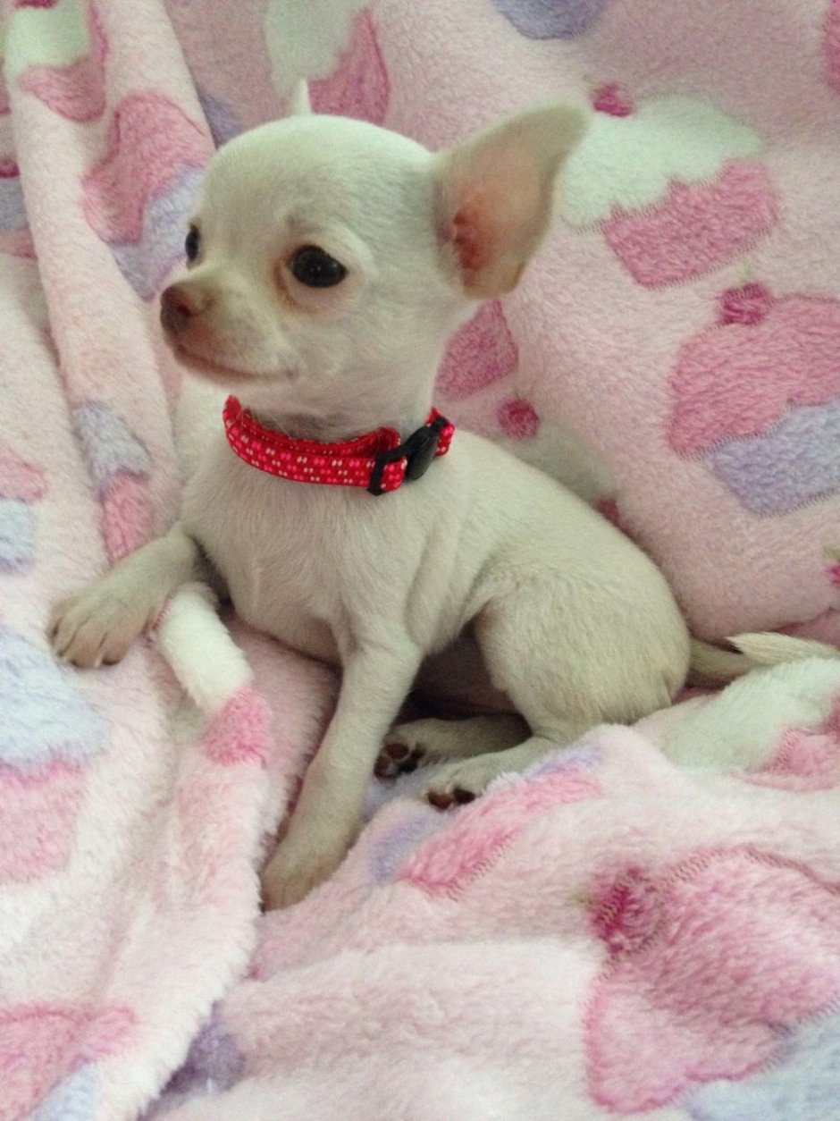 Чихуахуа мини Пуппи