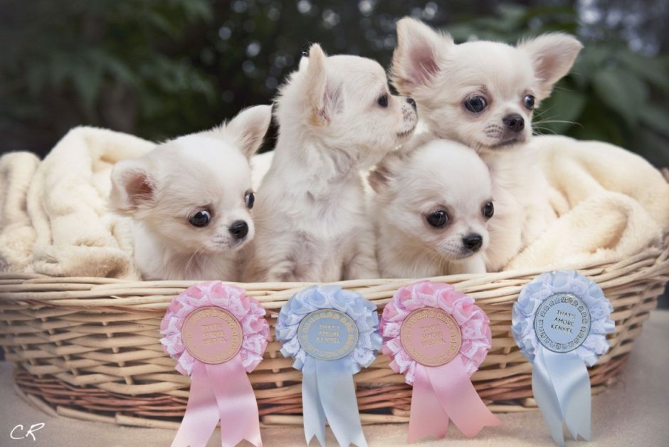 Много чихуахуа